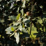 Quercus crenata - foto Giacomo Gola (Archivio APAP)